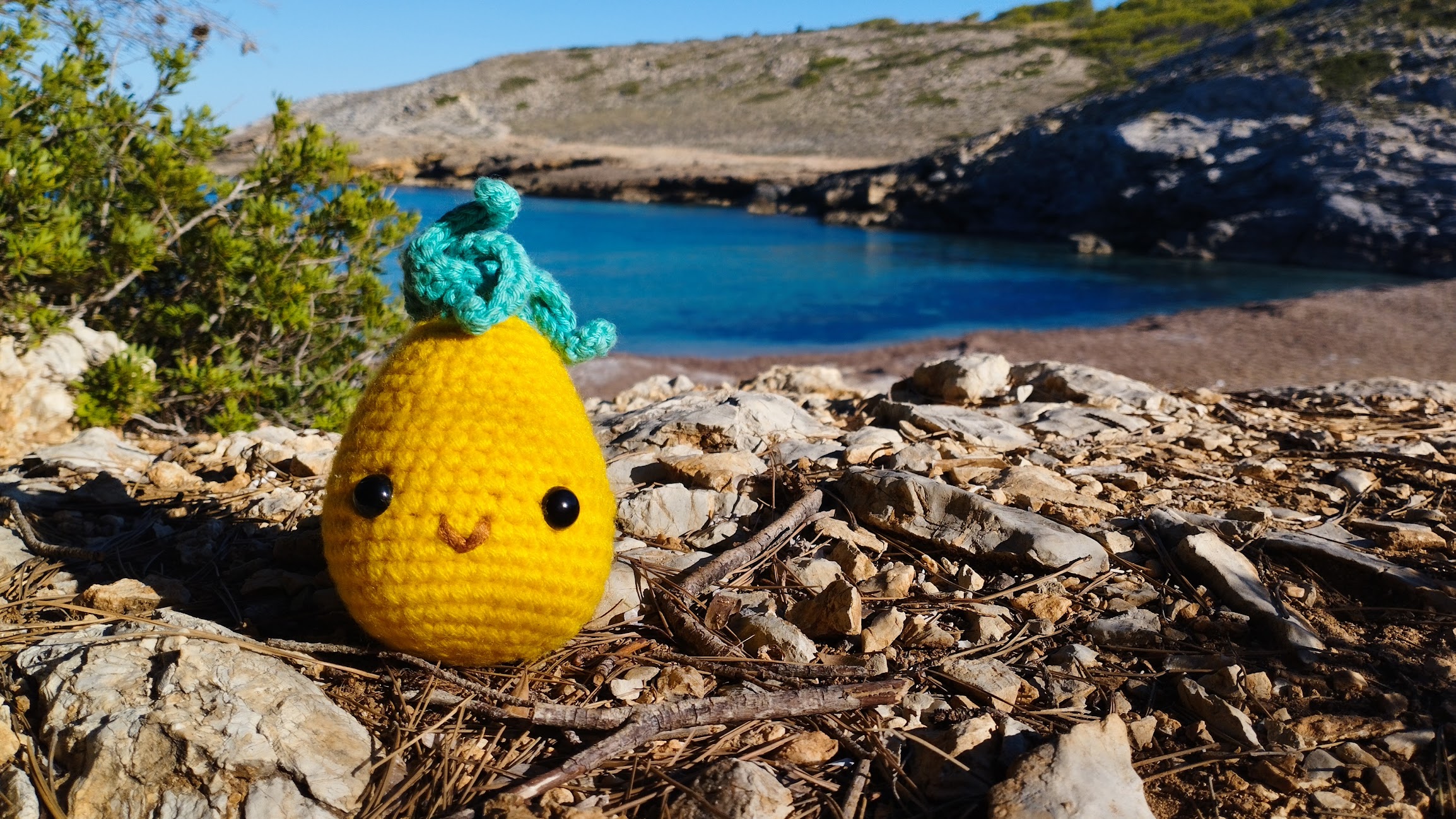 Un pinya de ganxet a vora mar en Mallorca